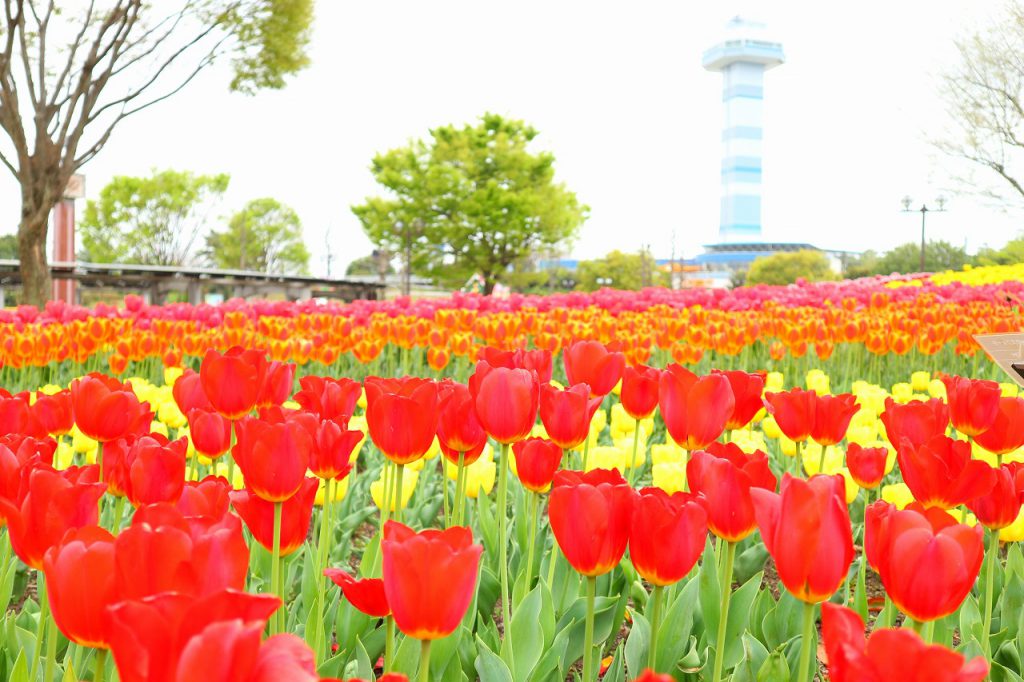 木曽三川公園センターの花のイベント チューリップ祭18inかいづ
