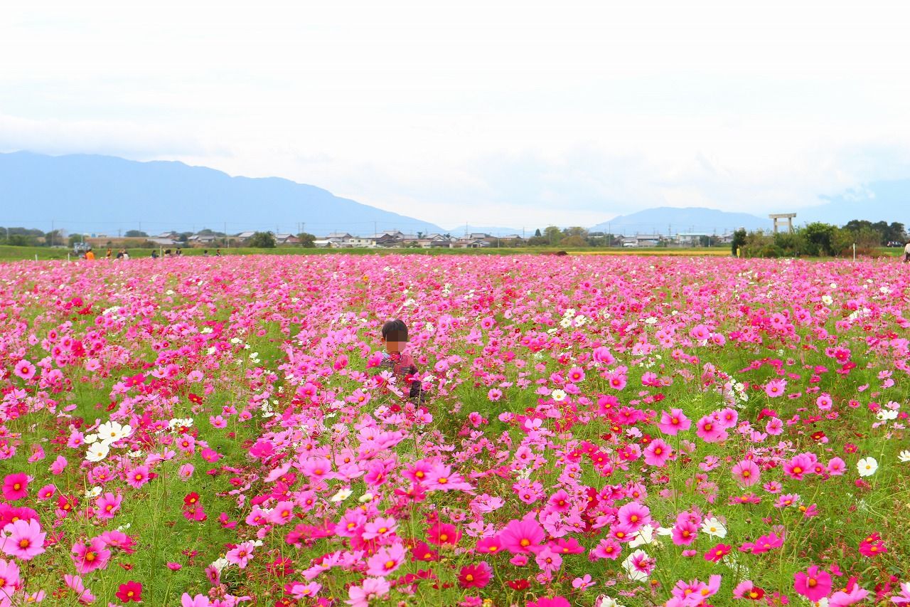 一面のコスモス畑で遊ぼう 岐阜県羽島市の花の名所 いちのえだ田園フラワーフェスタ